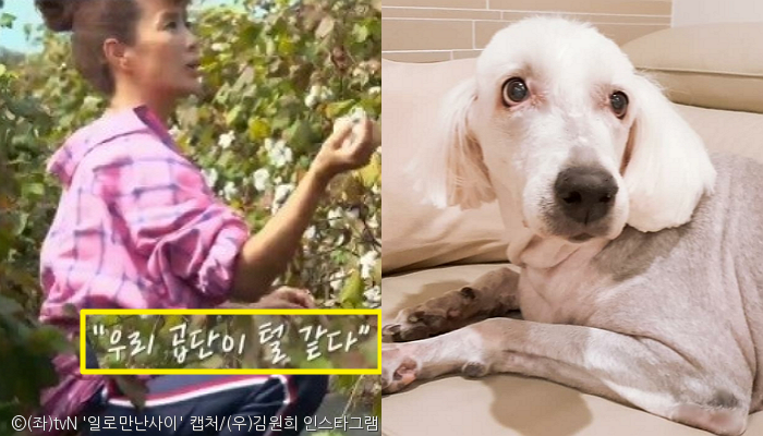 노트펫