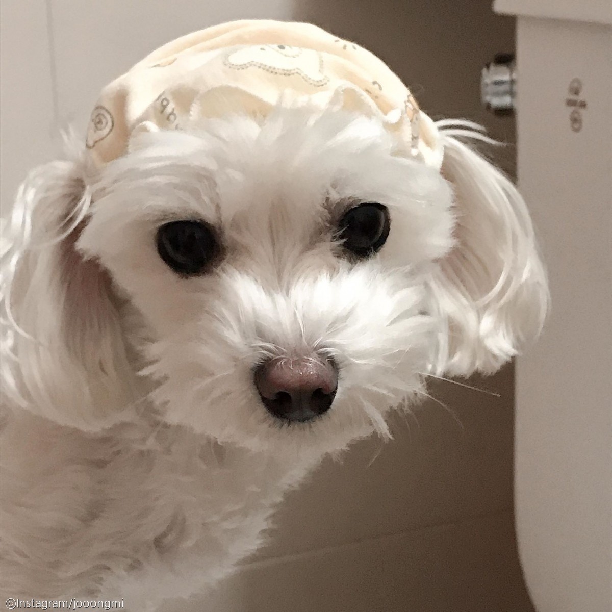 노트펫