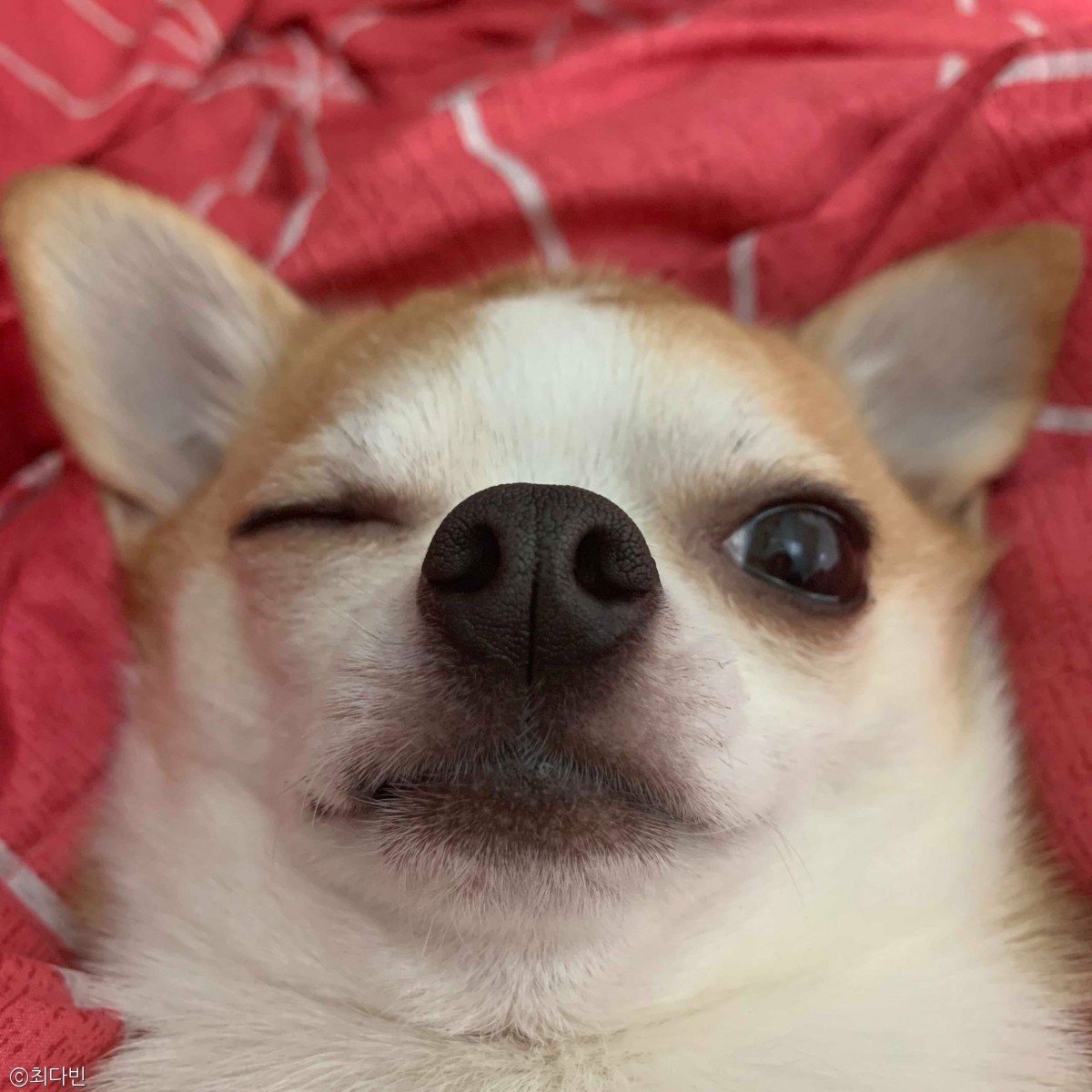 노트펫