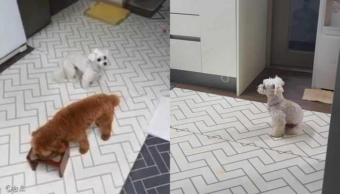 노트펫
