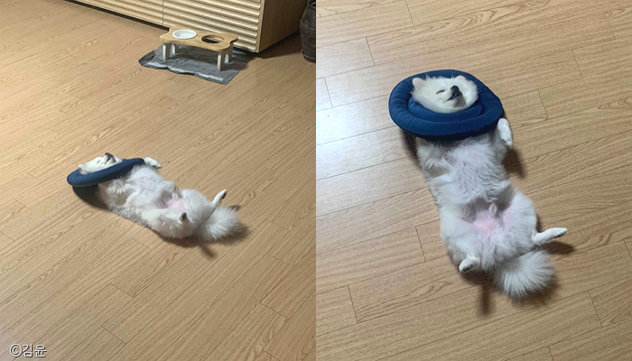 노트펫