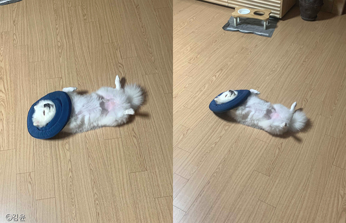 노트펫