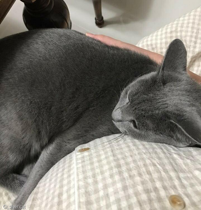 노트펫