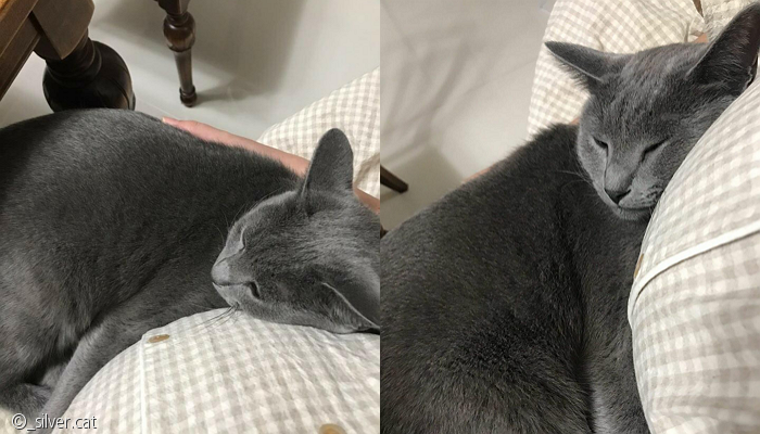 노트펫