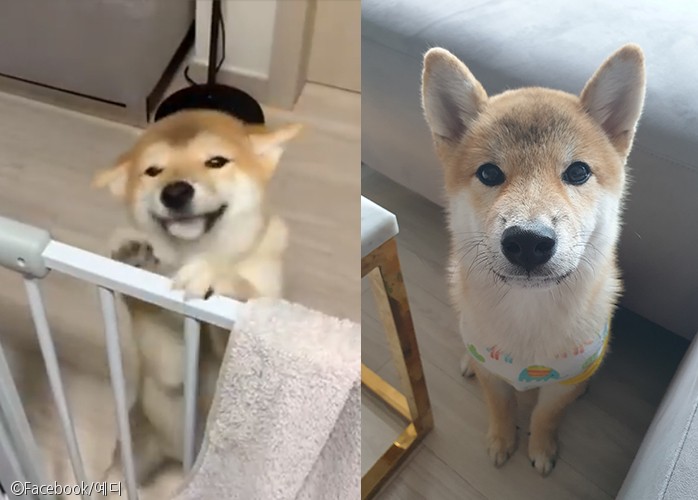 노트펫