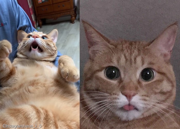 노트펫