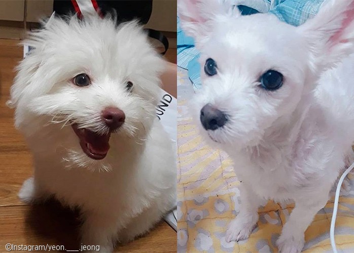노트펫