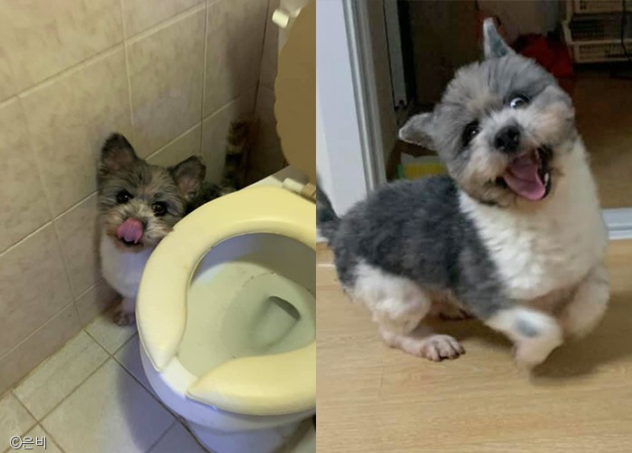 노트펫