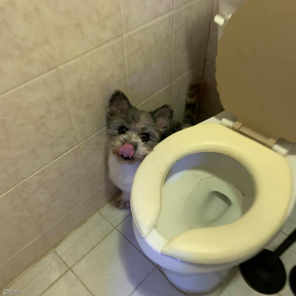 노트펫