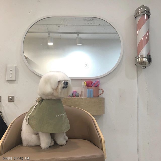 노트펫