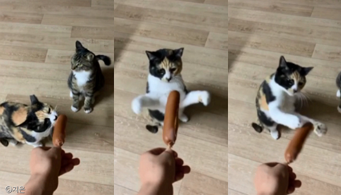 노트펫