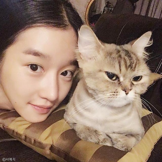 노트펫