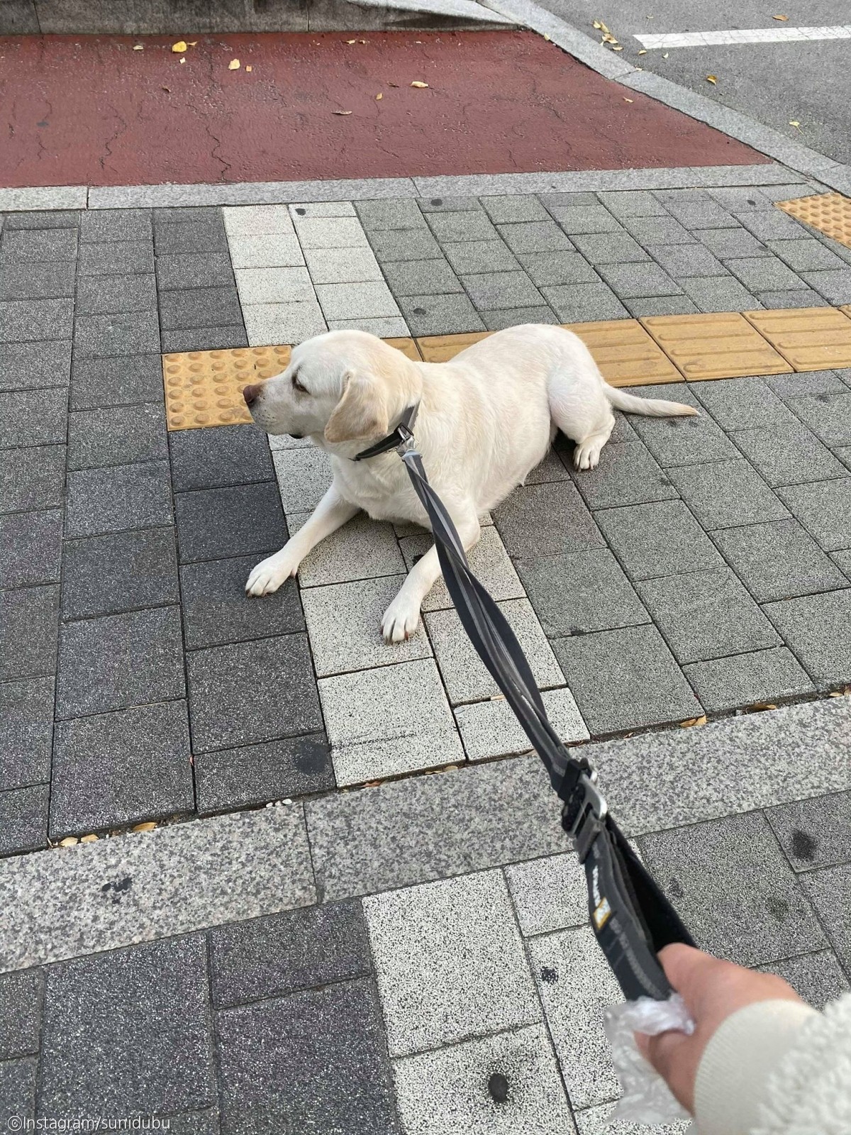 노트펫