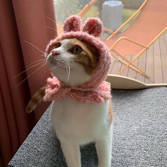 노트펫