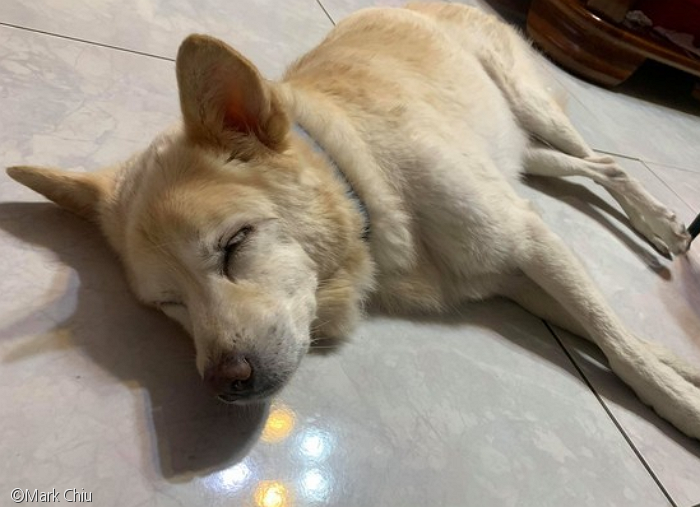 노트펫