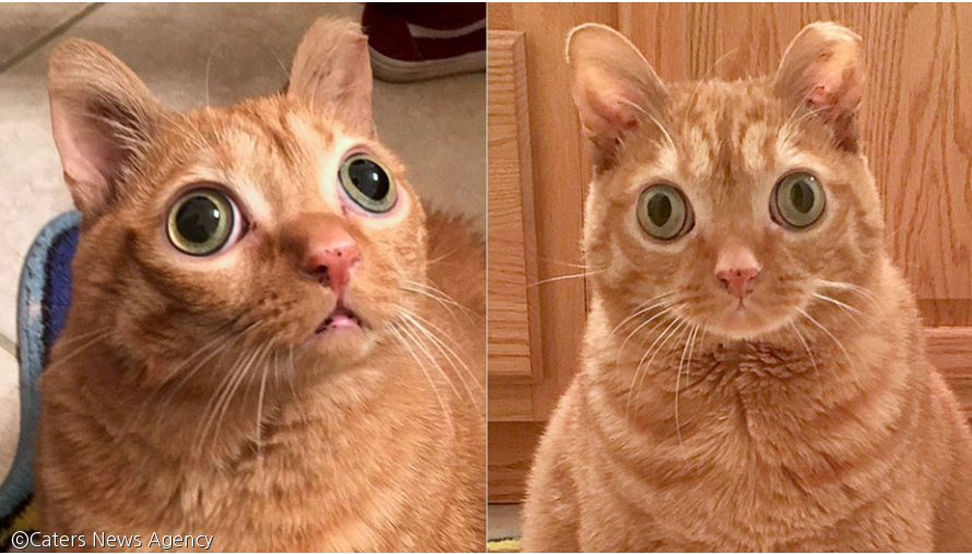 노트펫