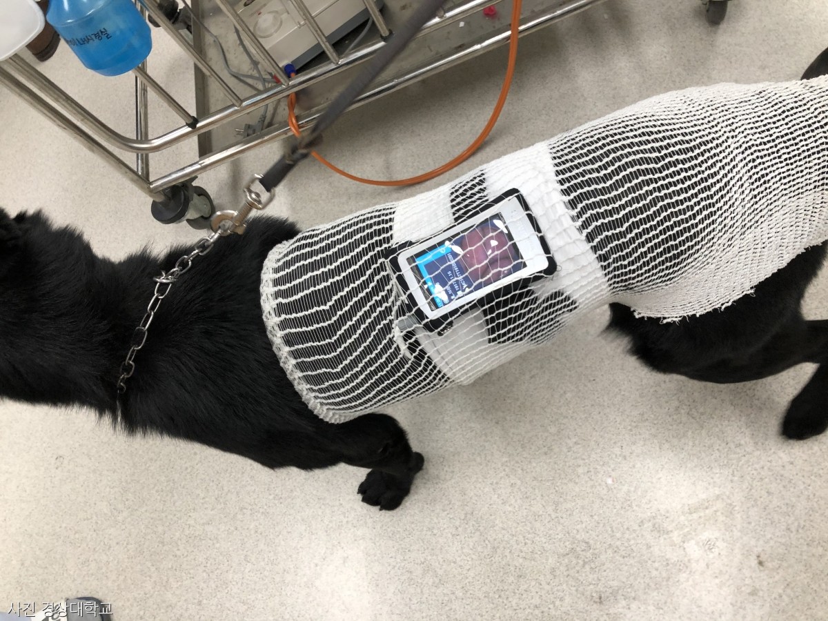 노트펫