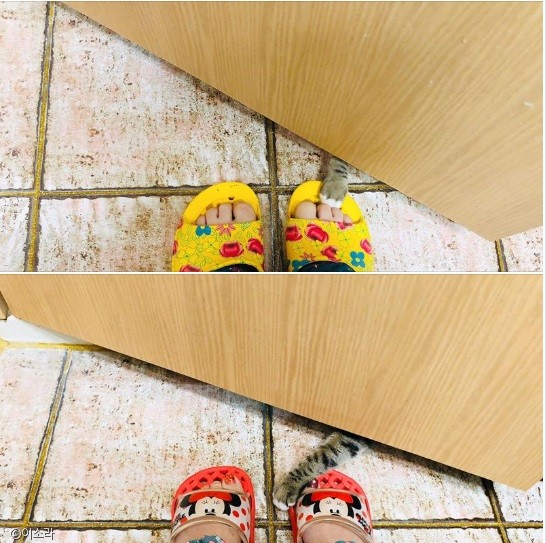 노트펫