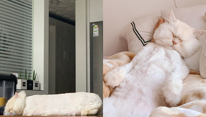 노트펫