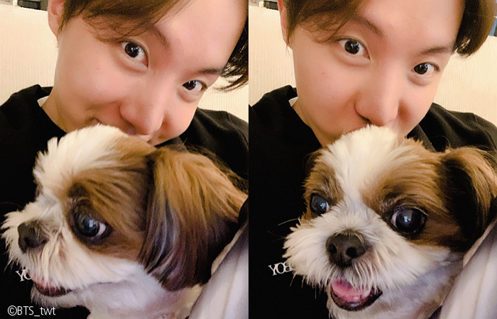 노트펫