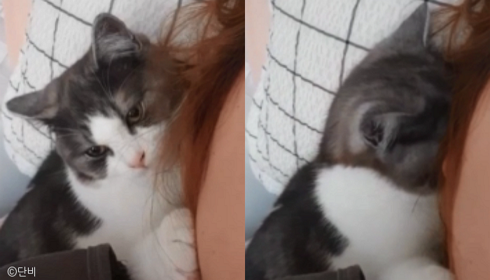 노트펫