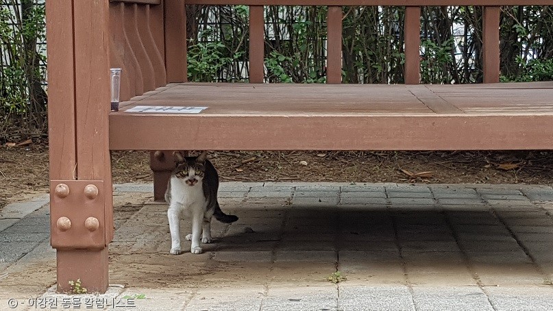 노트펫
