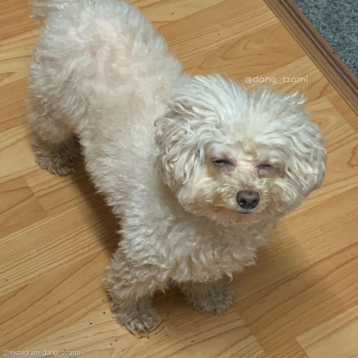 노트펫