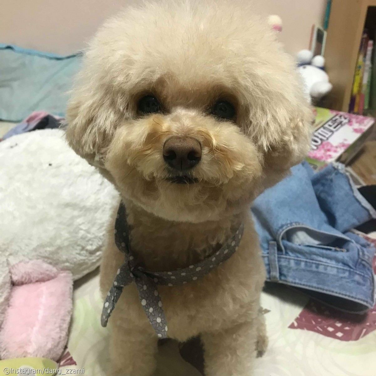 노트펫