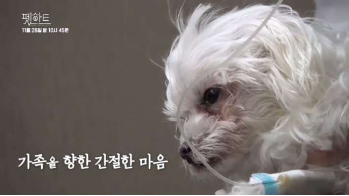 노트펫