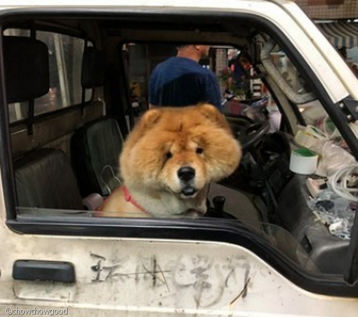 노트펫