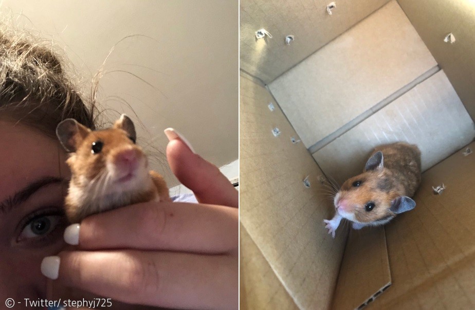 노트펫