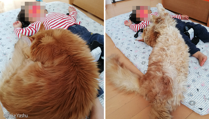 노트펫