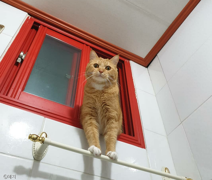 노트펫