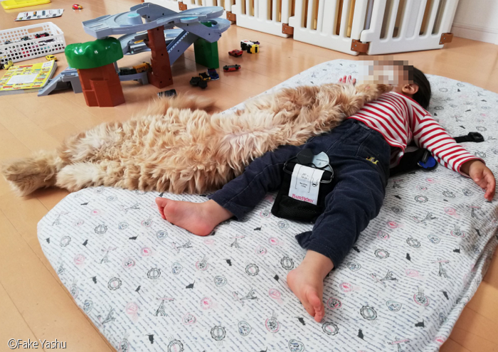 노트펫
