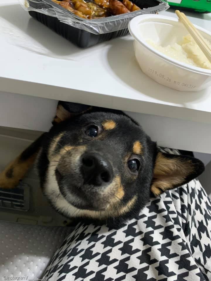 노트펫