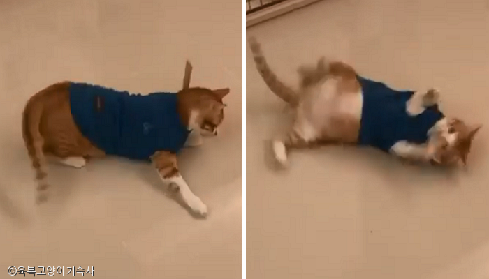 노트펫
