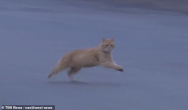 노트펫