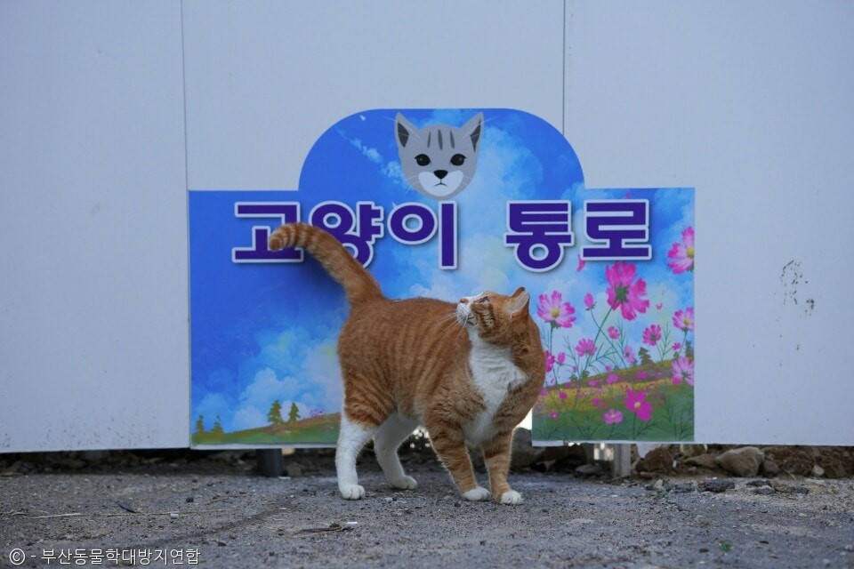 노트펫