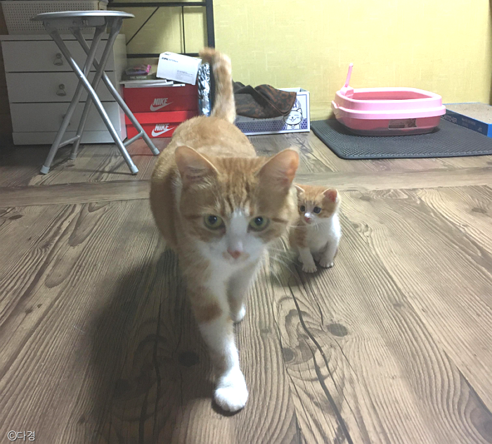 노트펫