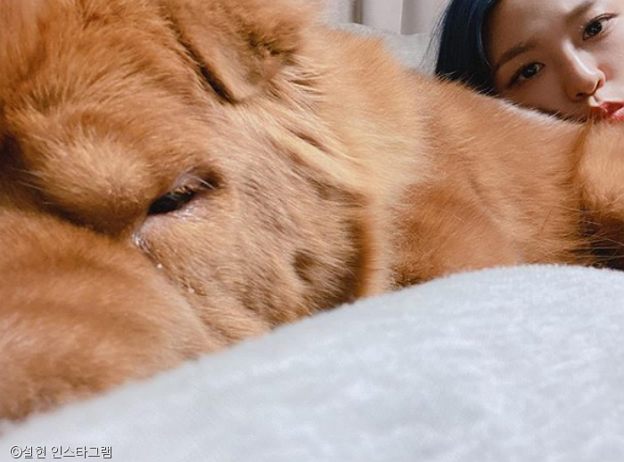 노트펫