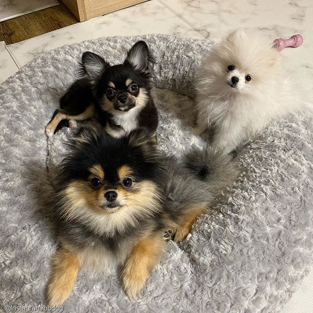 노트펫