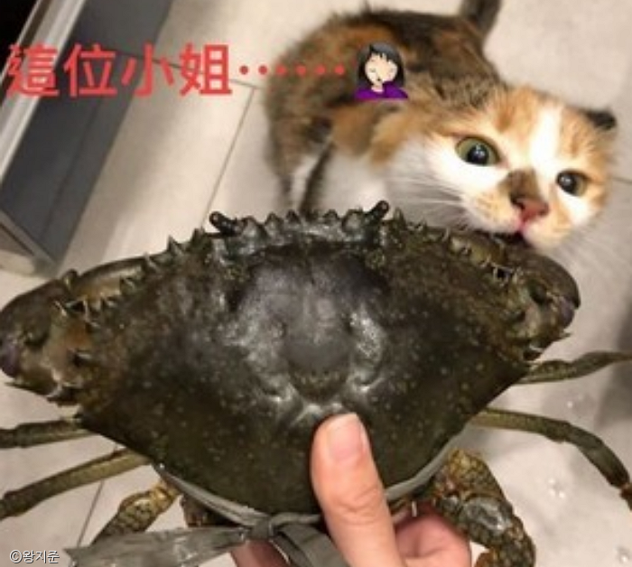노트펫
