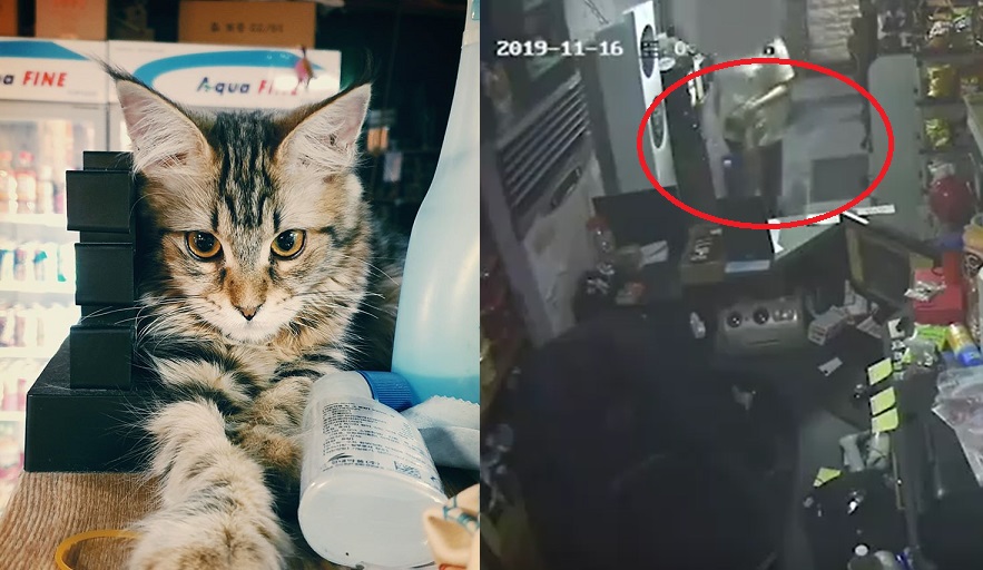노트펫