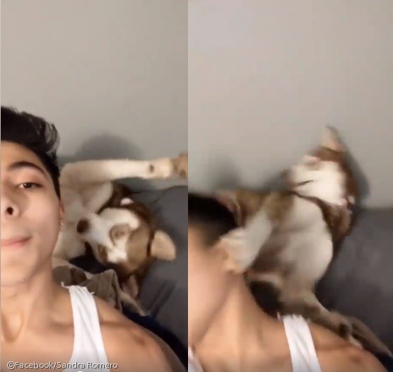 노트펫