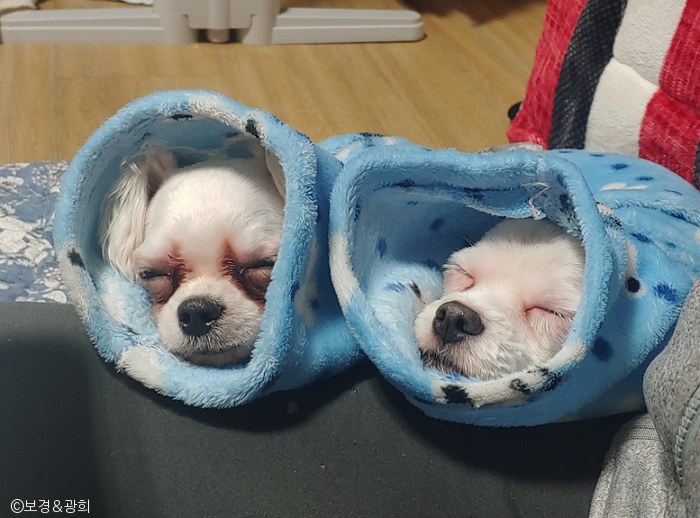 노트펫