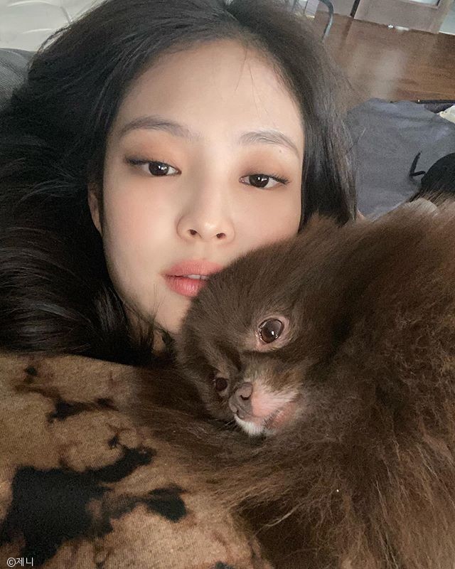 노트펫