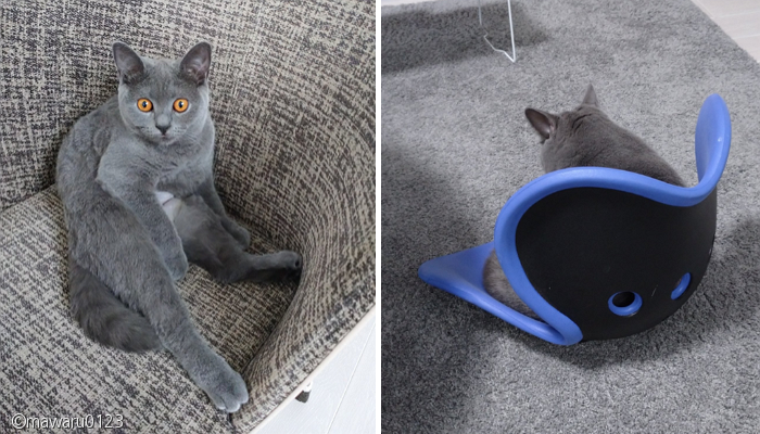 노트펫