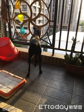 노트펫