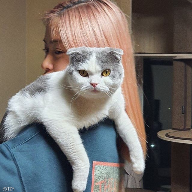 노트펫