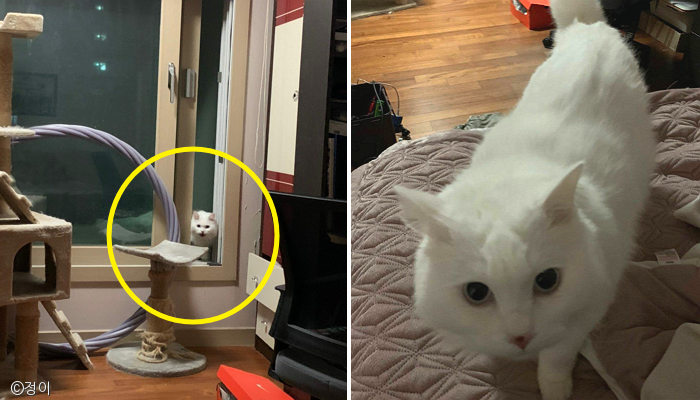노트펫